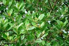 Avicennia marina var. acutissima